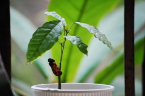 CropLife Asia's 'Drone for Pesticide Application