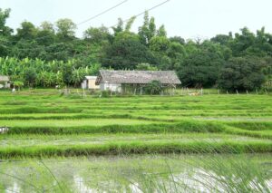 philippines agriculture