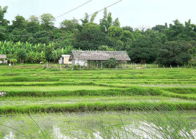 philippines agriculture